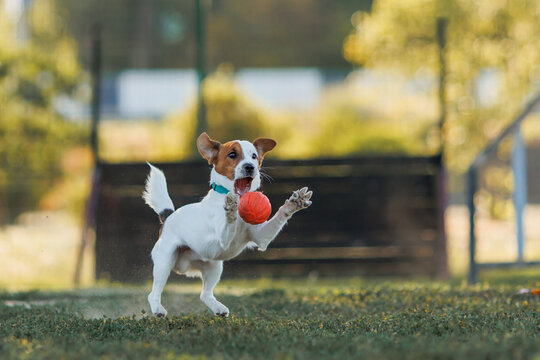  Jack Russell Terrier chasing ball