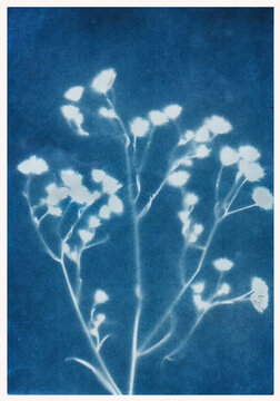 sun-printing or cyanotype process. Some leafs, petals, flowers, fern, lying on a watercolour paper covered with a special photosensitive liquid. Dark blue Prussian blue color print.