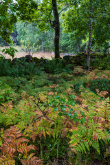 Fototapeta premium Old mossy stone wall surrounded by autumn ferns in a forest.