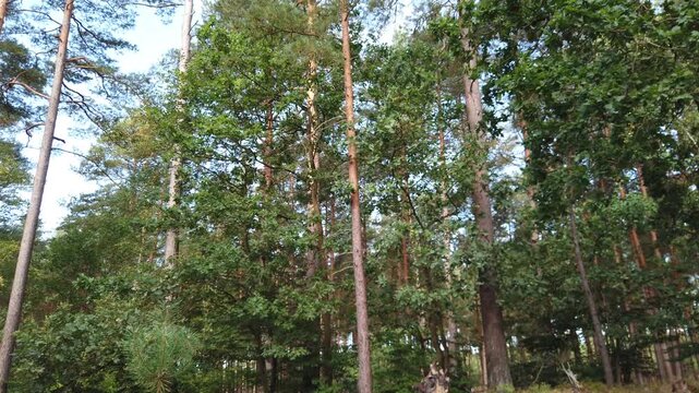 Looking up to the trees, low angle