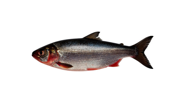 Fresh common roach fish with shiny silver scales and reddish fins isolated on a transparent background