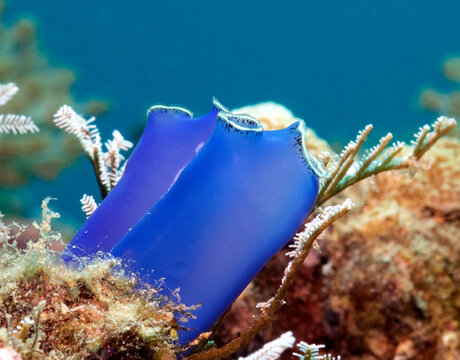 Sea squirts in a shallow reef Boracay Island Philippines