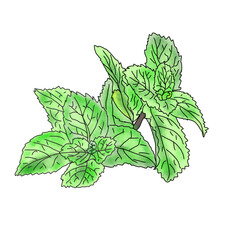 Hand drawn mint leaves botanical illustration blooming herbal flora isolated on transparent background clipart © Abby World Studio