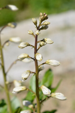 Unopened white dittany flower buds cluster along a slender stem under bright sunlight in a natural outdoor setting - latin name - Dictamnus albus
