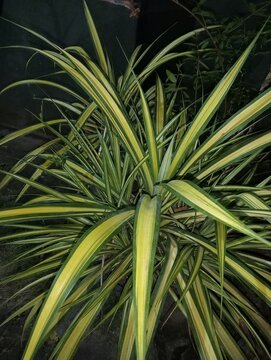 The plant shown in the image is a Golden Variegated Pandanus, commonly referred to as a Variegated Screw Pine.