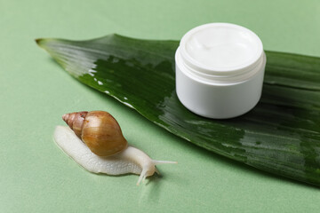 Tropical leaf, giant Achatina snail and jar of cosmetic product on green background, closeup © Pixel-Shot