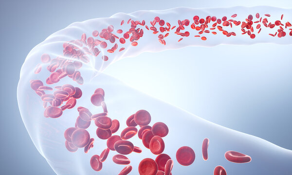 Blood vessel with flowing Red blood cells, 3D illustration