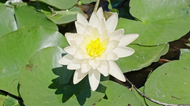 Blooming waterlily flower growing in water. Lilies flower in nature. Summer nature, 4k. White flowering lily. Flower of Nymphaea waterlily. Flowering Nymphaea lily. Lily blossom