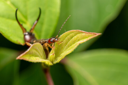 Earwig resting on a green leaf in nature