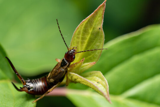 Earwig resting on a green leaf in nature