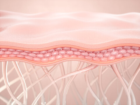 saggy skin layer and skin cells, 3D rendering