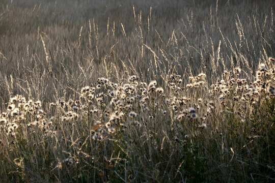 Verbl&uuml;hte Disteln und Gras im Gegenlicht