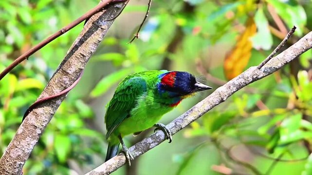 Colorful Chinese Barbet Perched on Dry Branch in Tropical Forest