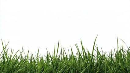 Fototapeta premium Fresh green grass clumps isolated on a transparent background. Detailed natural field element suitable for architectural rendering and outdoor landscape design.