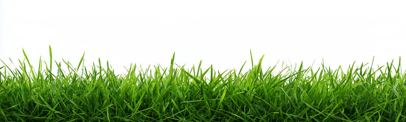 Fototapeta premium Detailed green grass clumps isolated on a transparent background. Natural cutout field vegetation element designed for architectural visualization and landscape scenes.
