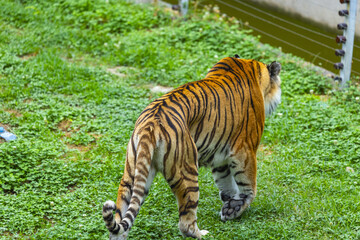 Obraz premium Rear View of Tiger Walking on Green Grass
