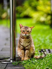 Brown tabby cat sitting on grass in an outdoor garden © NgoVan
