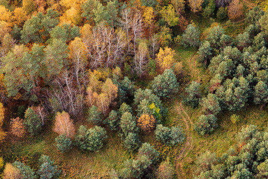 Warm Fall Colors Across a Mixed Forest Canopy