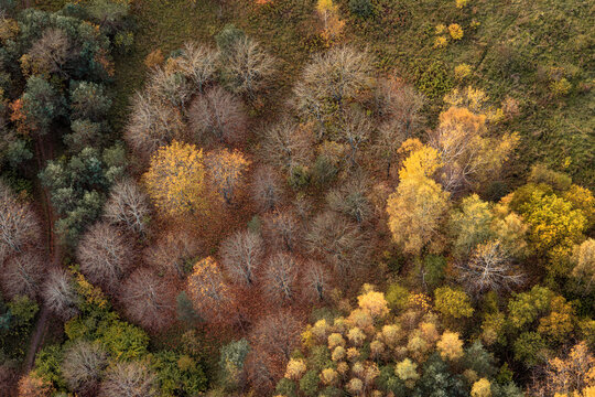 Colorful Mosaic of Autumn Trees From Above