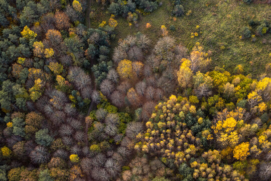 Golden Birch Trees Among Dark Evergreen Forest
