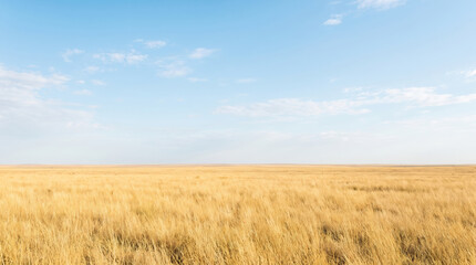 Obraz premium Dry grass field across barren plain beneath blue sky. Global warming climate change disaster. cracked parched arid drought, dead meadow pasture heat