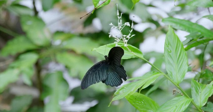 Striking black butterfly feeding on delicate white flowers amidst lush green foliage.