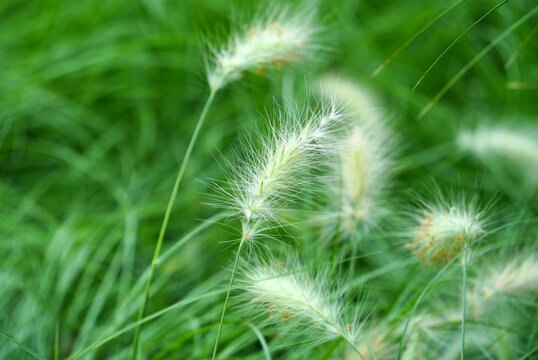 Close-Up of Green Foxtail Grass in Soft Focus