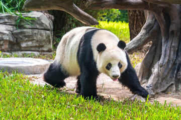 Giant Panda Walking in Zoo Enclosure © TranNgoc