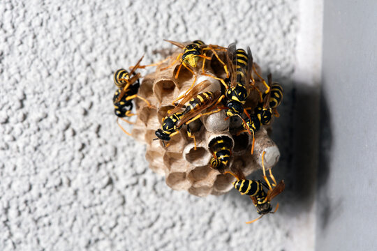 Paper Wasps On Small Nest In Urban Environment
