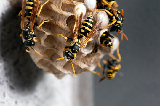 Paper Wasps On Small Nest In Urban Environment