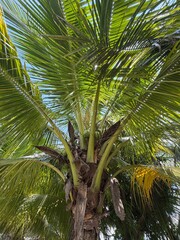 coconut palm tree © TonG.G
