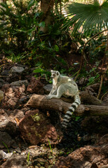 Ring-tailed lemur with long striped tail sitting on a log in a zoo enclosure © Alena Malinouskaya