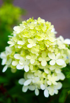 Pale Green Hydrangea Blossom Close-Up