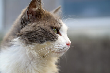 Close-up profile portrait of a stray cat with grey and white fur and alert eyes outdoors in Japan © Shohei Kannauchi