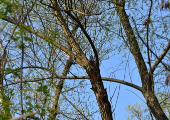 Obraz premium Red-headed woodpecker bird sitting on a branch in the wild in spring season