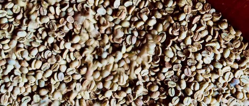  Raw green coffee beans falling into a large pile in a close-up top view during processing. Ideal for agriculture, coffee production, specialty coffee, and beverage industry concepts.