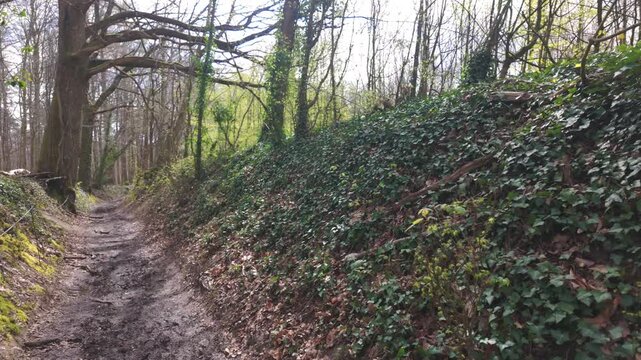 POV walking along a muddy path through a lush green ivy-covered forest in spring.