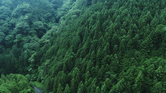日本の夏の森林の空撮