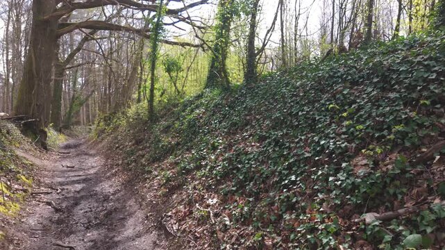 Slow Motion POV Shot Walking Along a Sunken Muddy Trail in a Lush Spring Forest