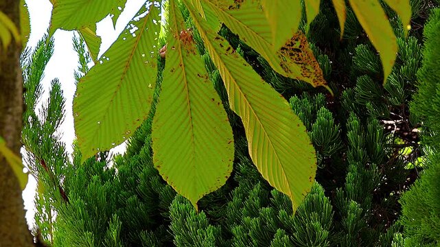 Large Japanese Horse Chestnut Leaves Against Deep Green Chinese Juniper Background,4K