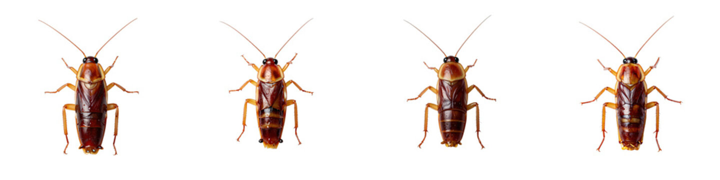 Close up of four american cockroaches isolated on black background