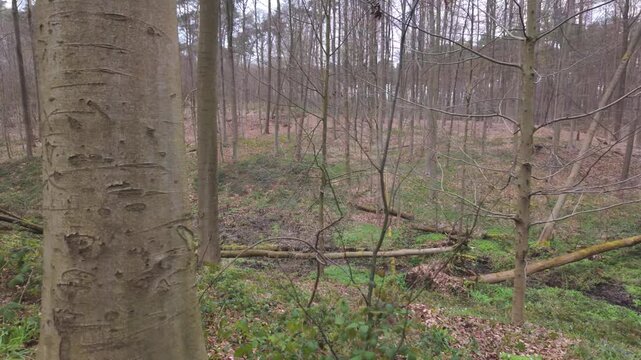 Cinematic dolly shot through a quiet, desolate forest with bare trees and fallen logs during autumn or early spring.