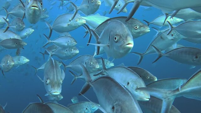 Close-up underwater footage of a dense, swirling school of bigeye trevally (Caranx sexfasciatus) schooling together in tropical blue water, a classic Indo-Pacific reef spectacle.