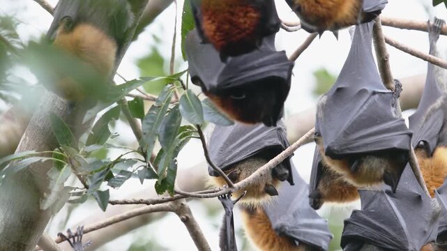 Colony of flying foxes hangs asleep in a tree canopy, wings wrapped tightly around their bodies at rest. The calm is broken as the bats stir wake and scramble