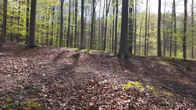 Cinematic Tracking Shot in a Beautiful Beech Forest during Springtime