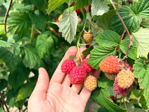 ripe raspberries on a bush. Raspberry harvest