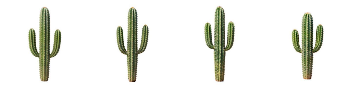 Four cereus cacti stand tall against a stark black background, showcasing their spiky texture