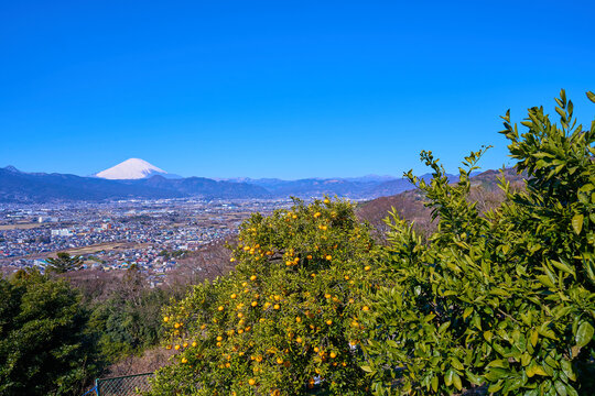 小田原市曽我の市街地眺望と柑橘類の木(小田原市,富士山,矢倉岳など)