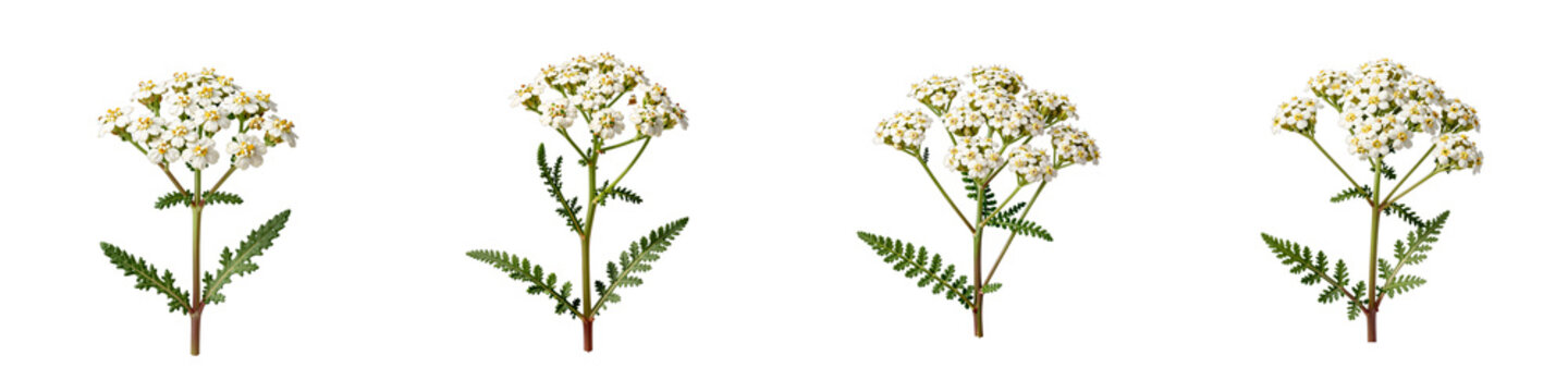 Four yarrow plants with their white flowers and green leaves stand against a black backdrop