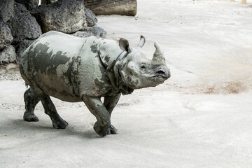 Indian rhinoceros walking slowly across its grassy zoo enclosure on a sunny day © Pavel Jiranek